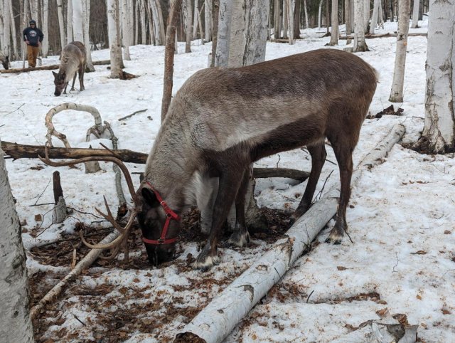 Reindeer hike!