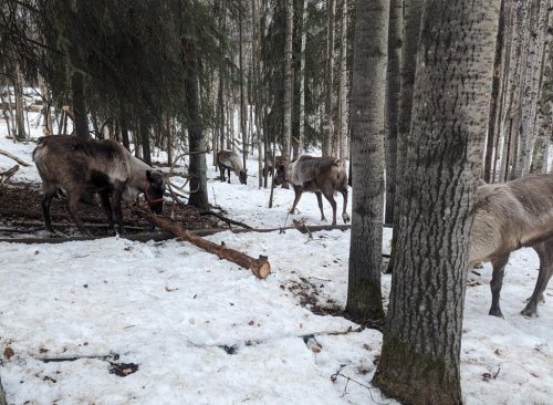 Lots of reindeer