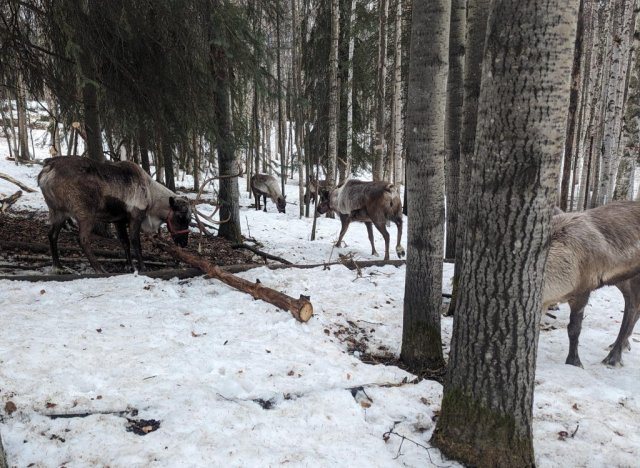 Lots of reindeer