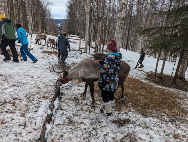 Reindeer pat