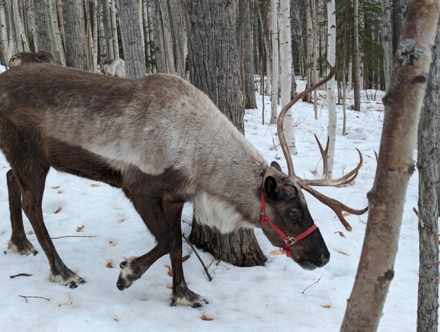 Reindeer closeup