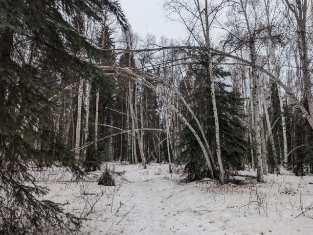 Bendy birch