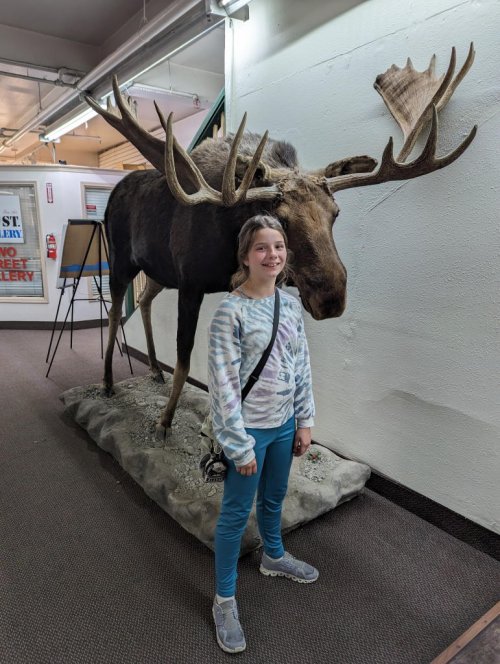 Immobile moose