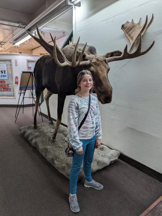 Immobile moose