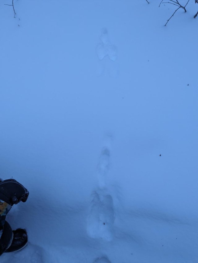 Snowshoe hare tracks