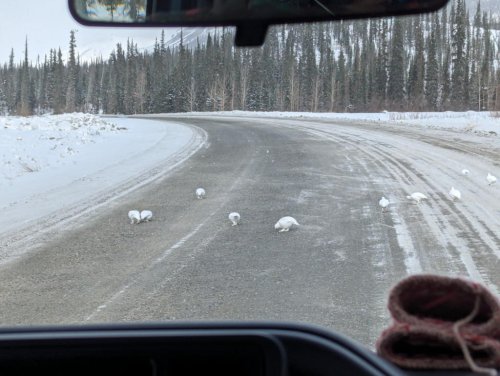 Ptarmigan!