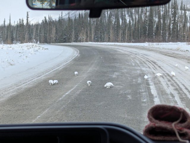 Ptarmigan!