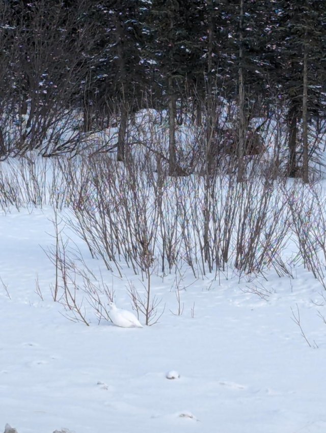 Ptarmigan. Camoflage more effective than on the road