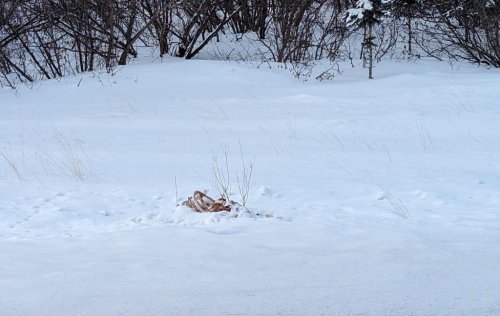 Ex-caribou