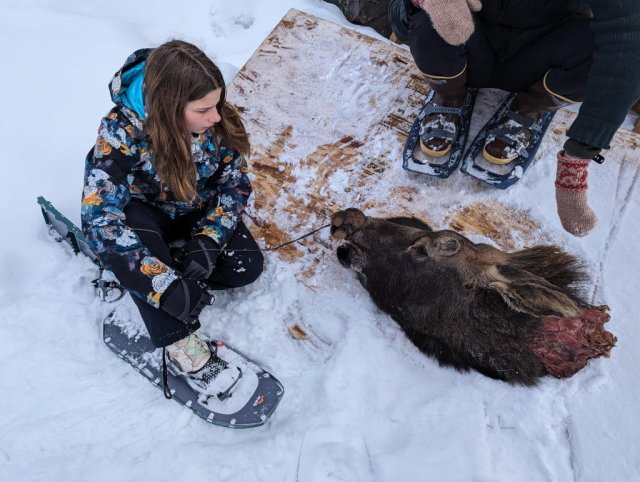 Moose head!