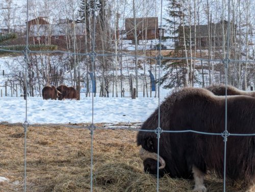 Musk ox