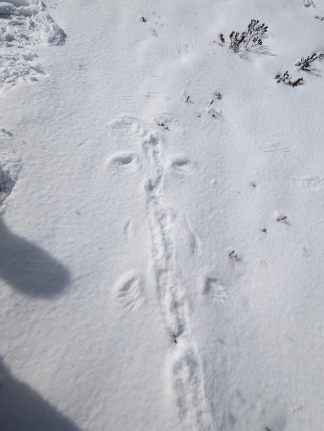 Ptarmigan tracks