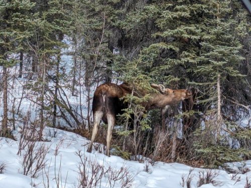 Denali moose!