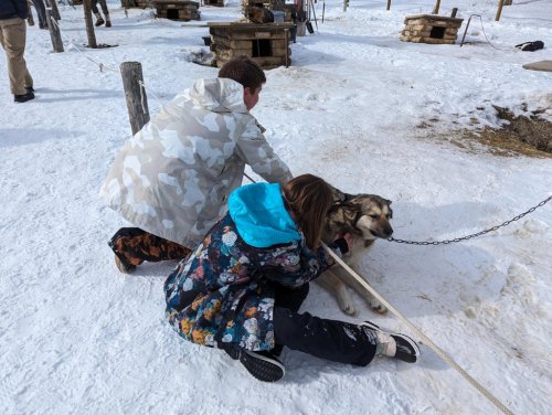 Saying hi to the Denali sled dogs