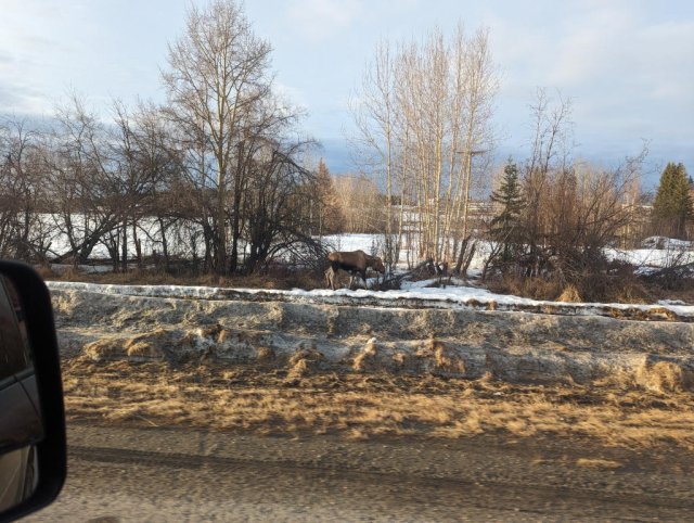 Back to Fairbanks, with another moose!