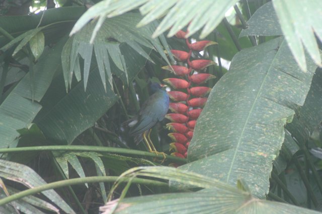 Amazon bird