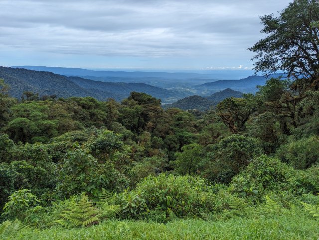 Amazon from the cloud forest