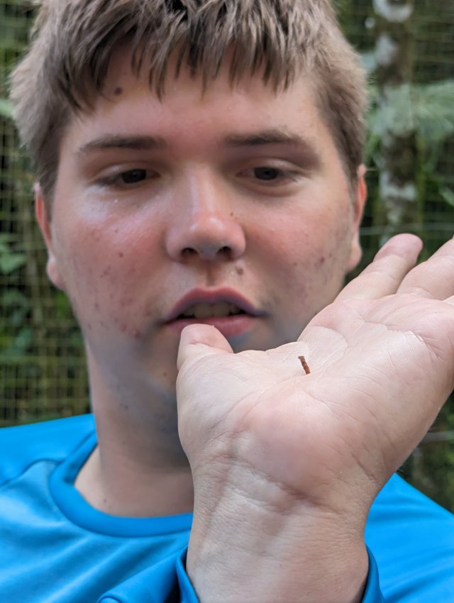 Finds an inchworm