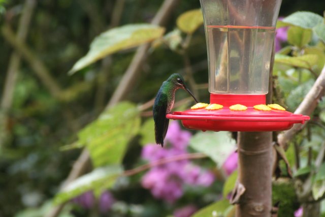 Hummingbird3