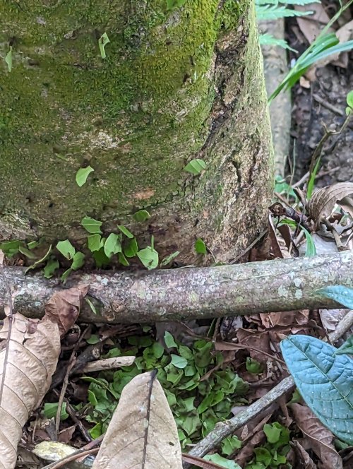 Leafcutter ants