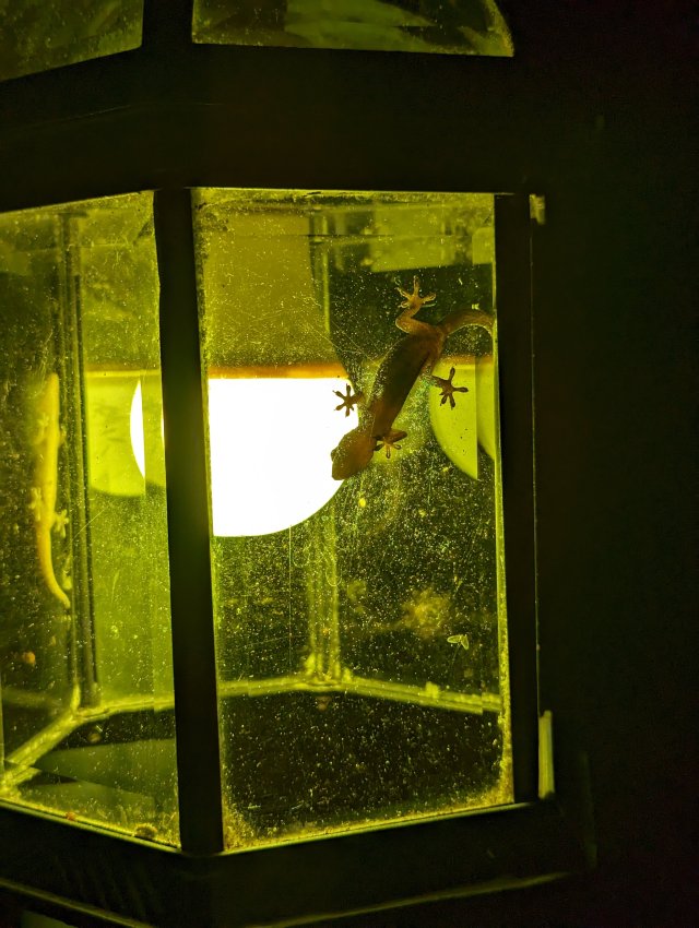 Geckos hang out where the hunting is good