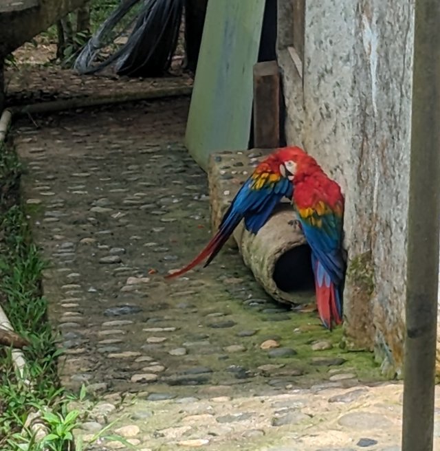 Rescue birds
