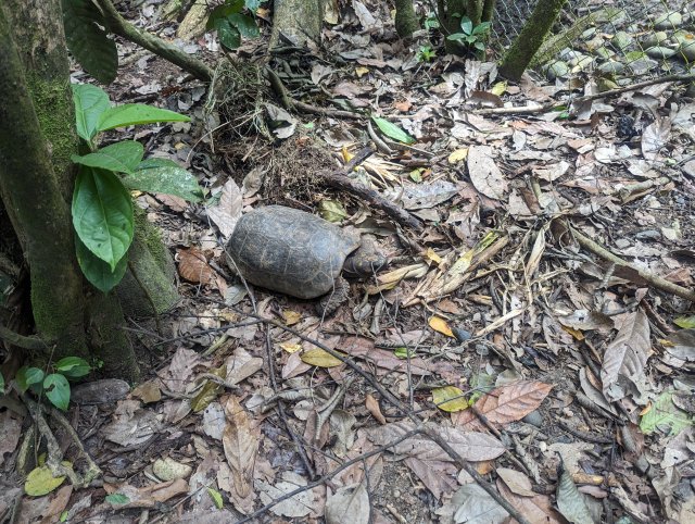 Tortoise