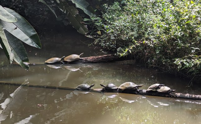 Turtle lineup