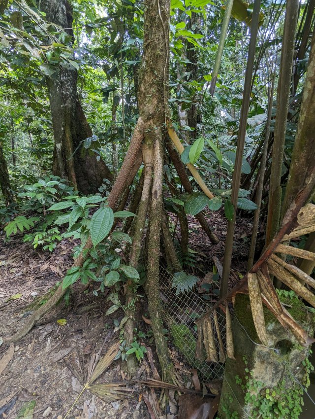 Walking tree