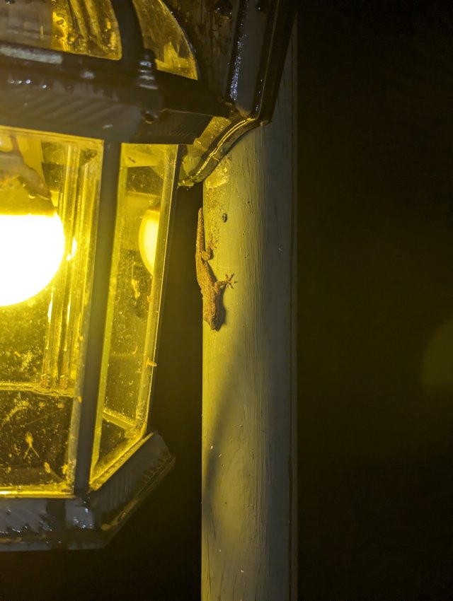 Well fed geckos