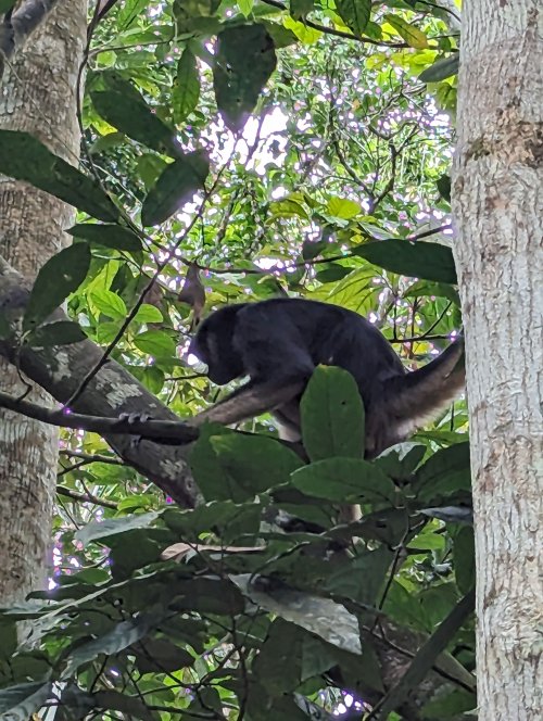 Spider monkey