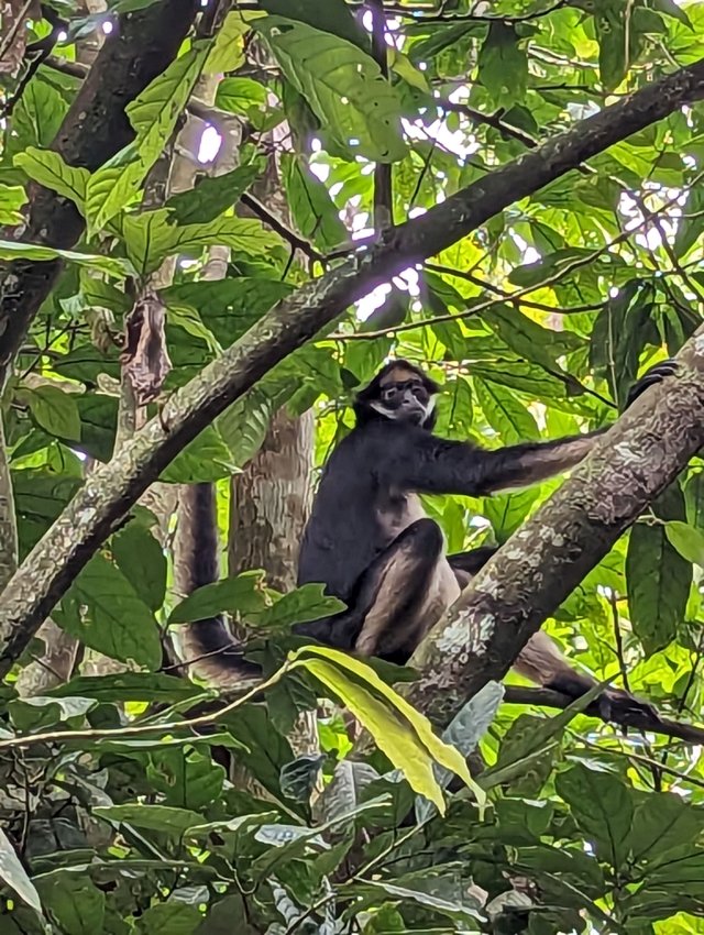 Spider monkey