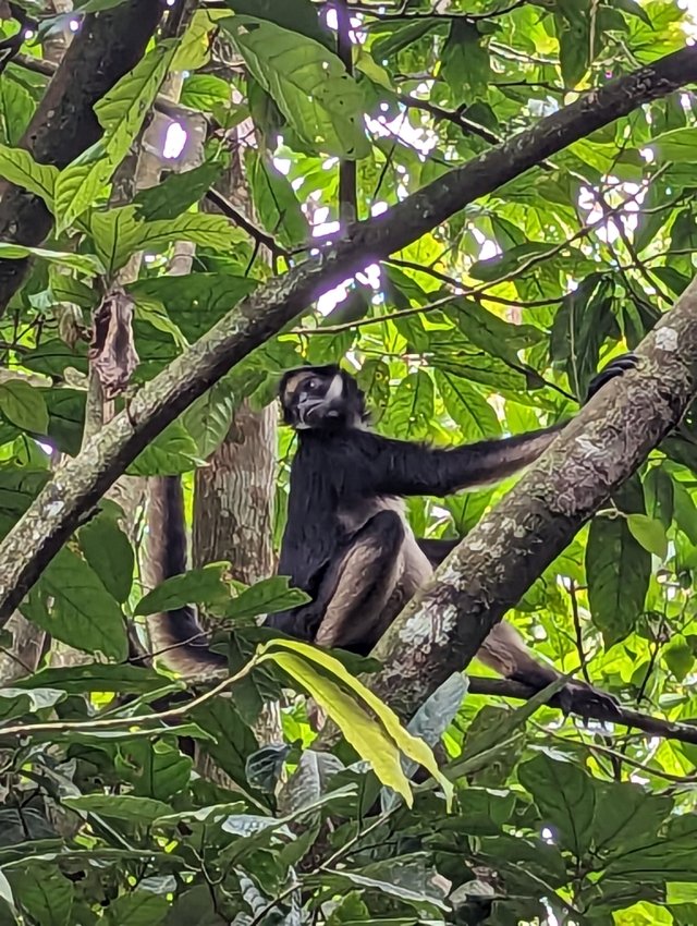 Spider monkey