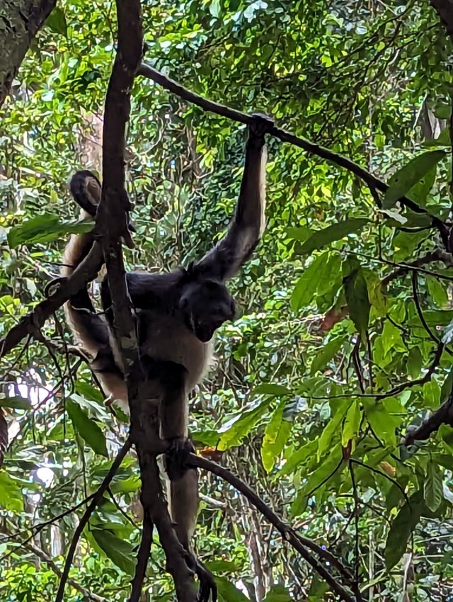 Spider monkey moving