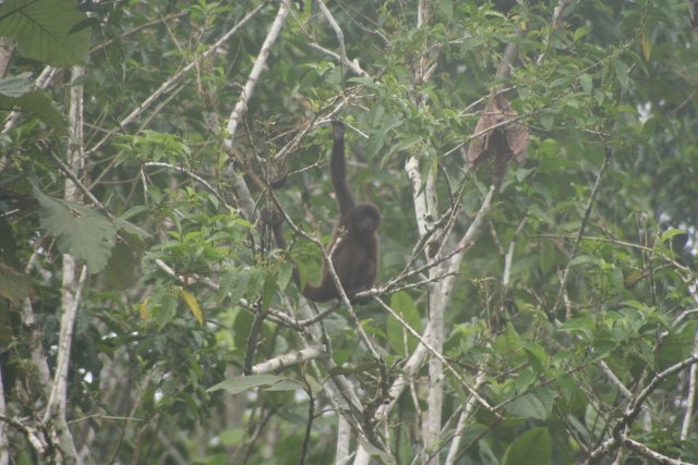 Spider monkey baby