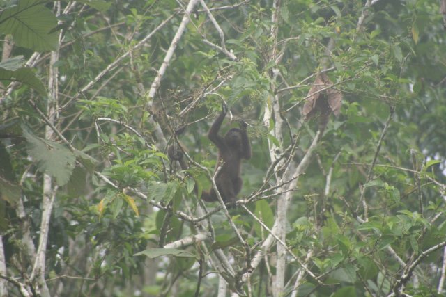 Spider monkey baby foraging