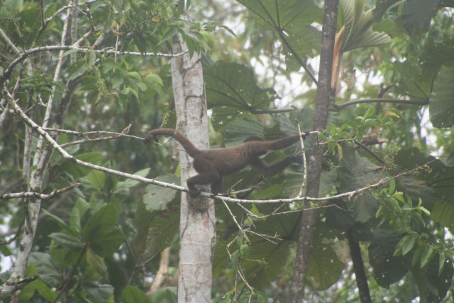 Spider monkey baby reaching