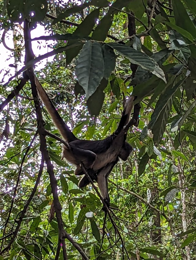Spider monkey in the trees