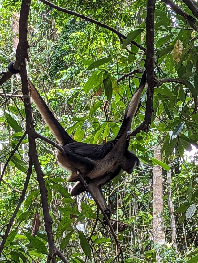 Spider monkey swinging