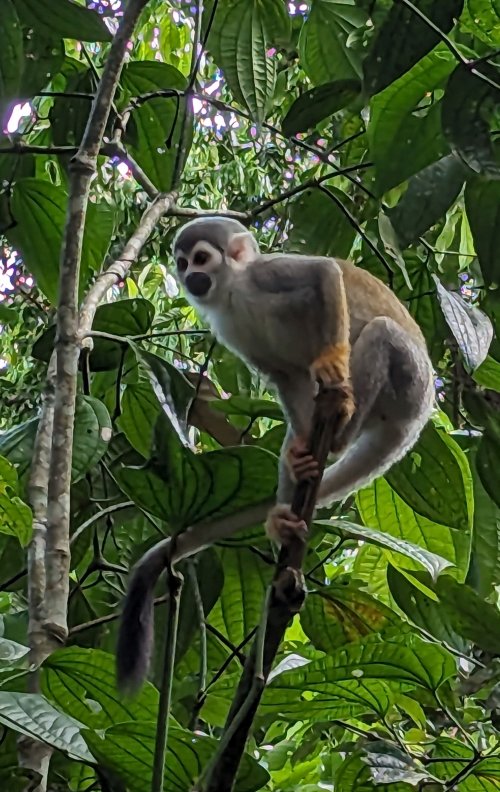 Squirrel monkey
