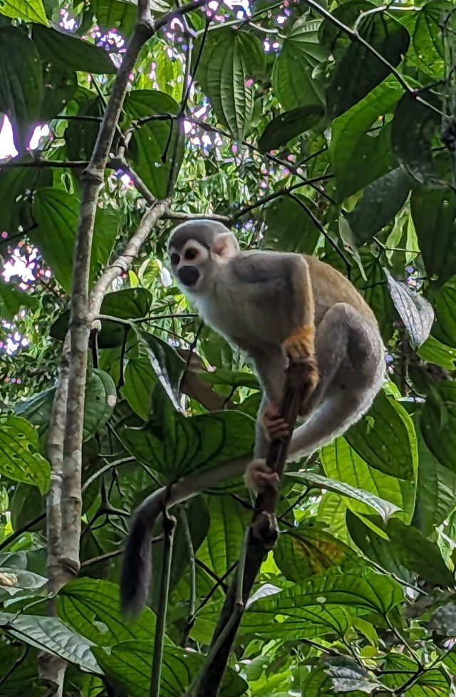 Squirrel monkey