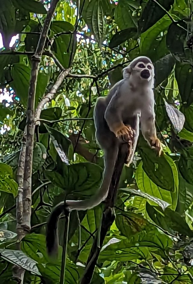 Squirrel monkey jumping
