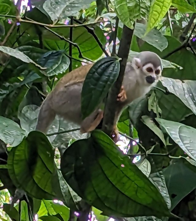 Squirrel monkey