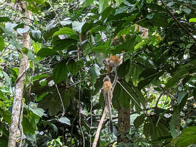 Squirrel monkeys playing