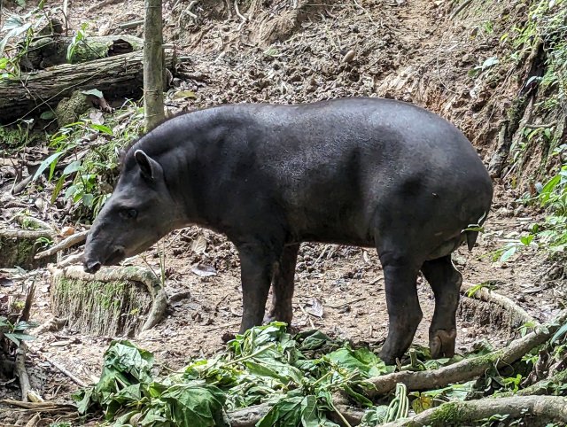Tapir