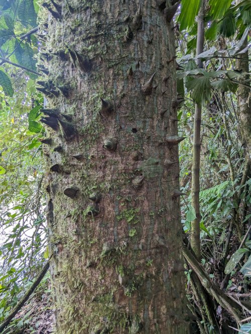 Tree, not for hugging