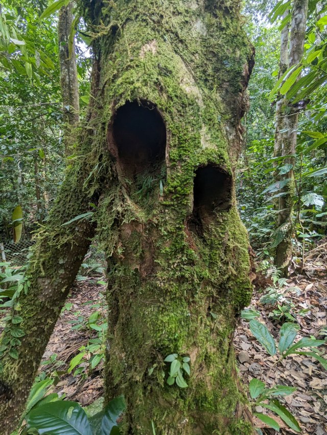 Walking tree holes
