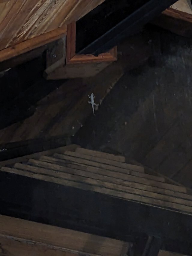 House gecko!