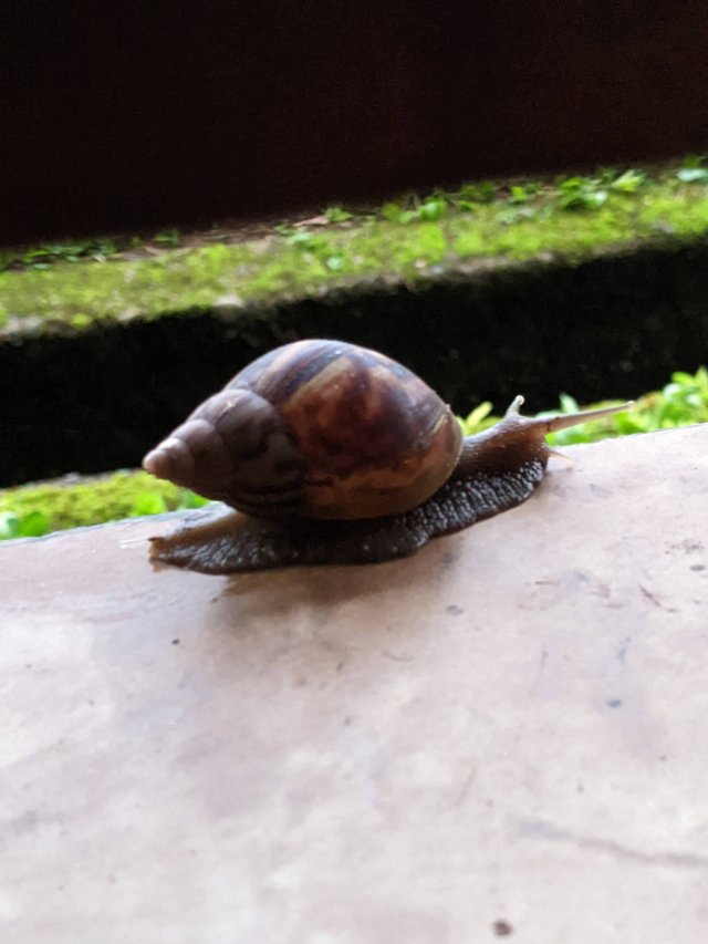 Cabin snail
