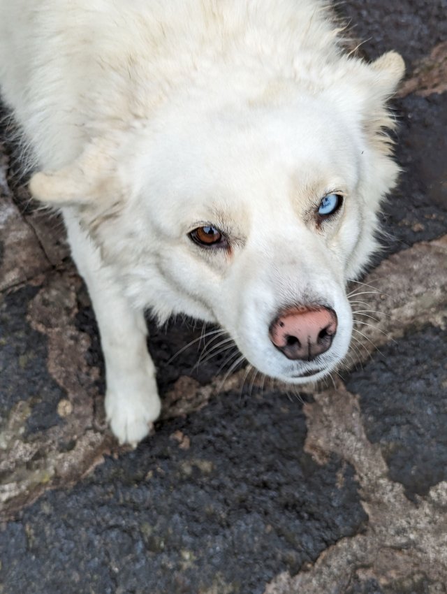 Brown and blue eyed perro
